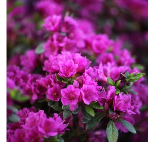 Азалия японская Гейша Пурпл (Geisha Purple) С2